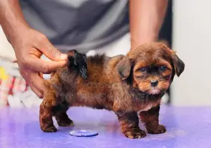 1-3 months Female Purebred Lhasa Apso