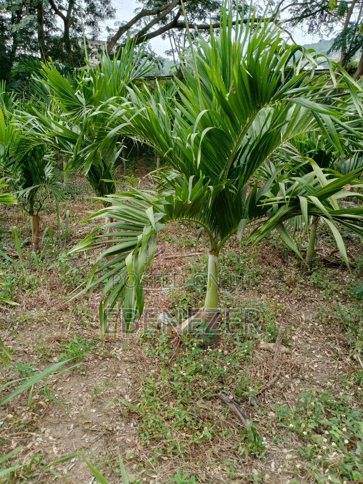 Vietchia Palm or Short Royal Palm