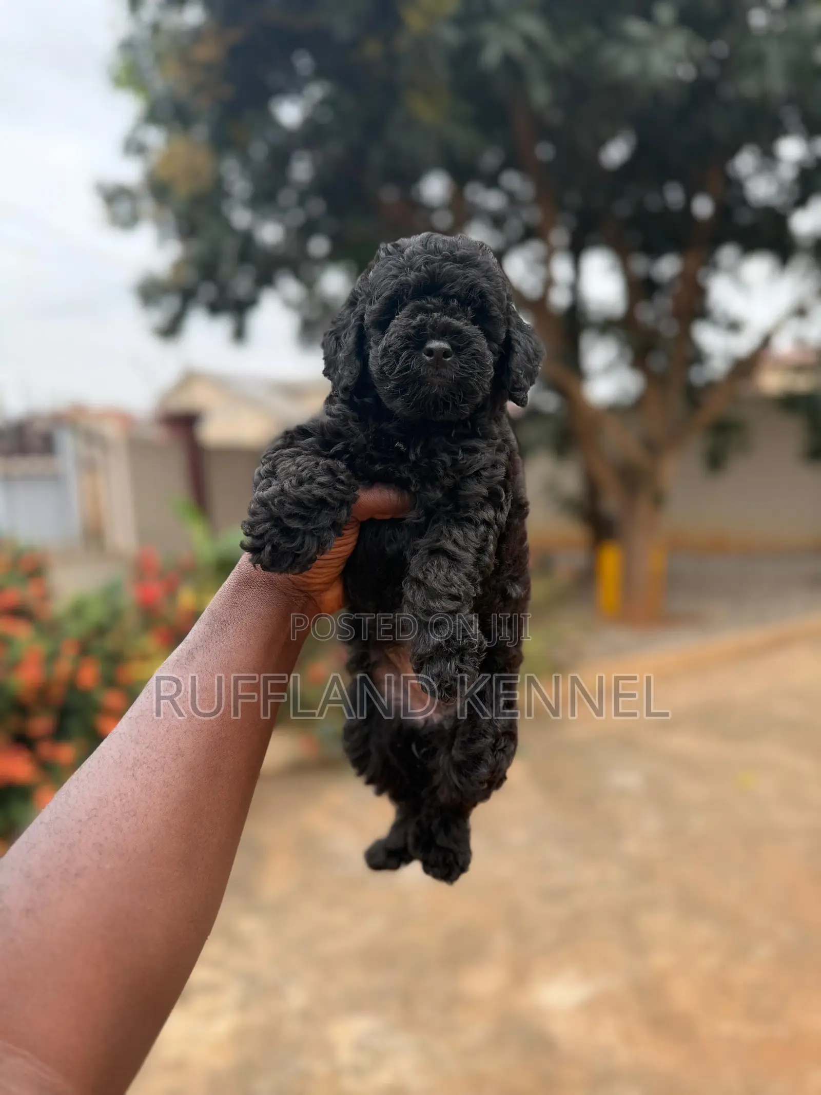 1-3 months Female Purebred Poodle