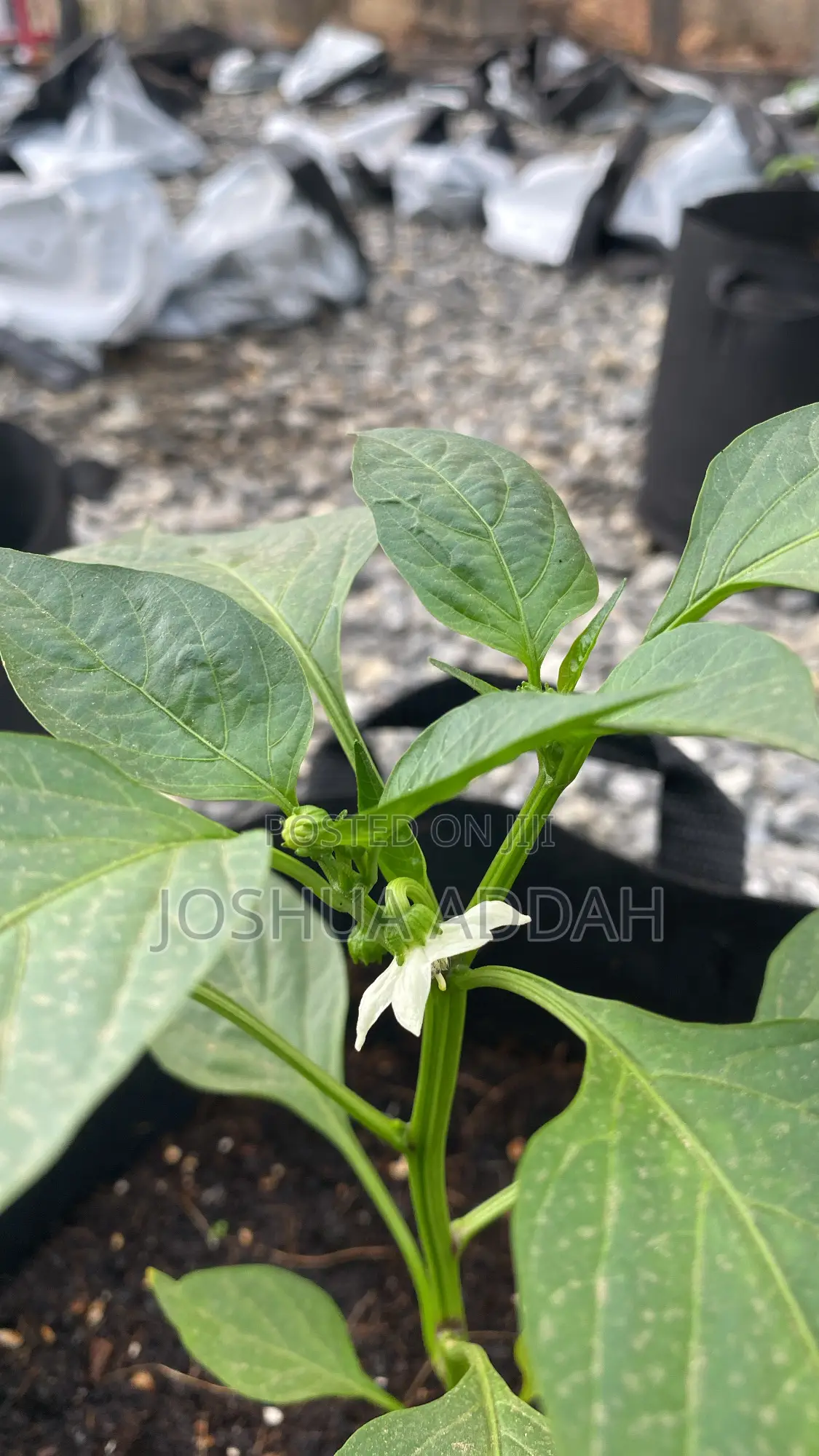 Growbag for Plants (Home Gardening+ Commercial Production