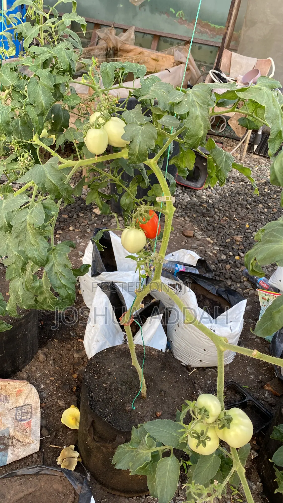 Growbag for Plants (Home Gardening+ Commercial Production