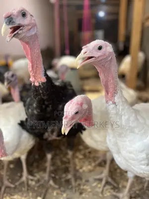 Foreign/ Local Turkeys for Sale