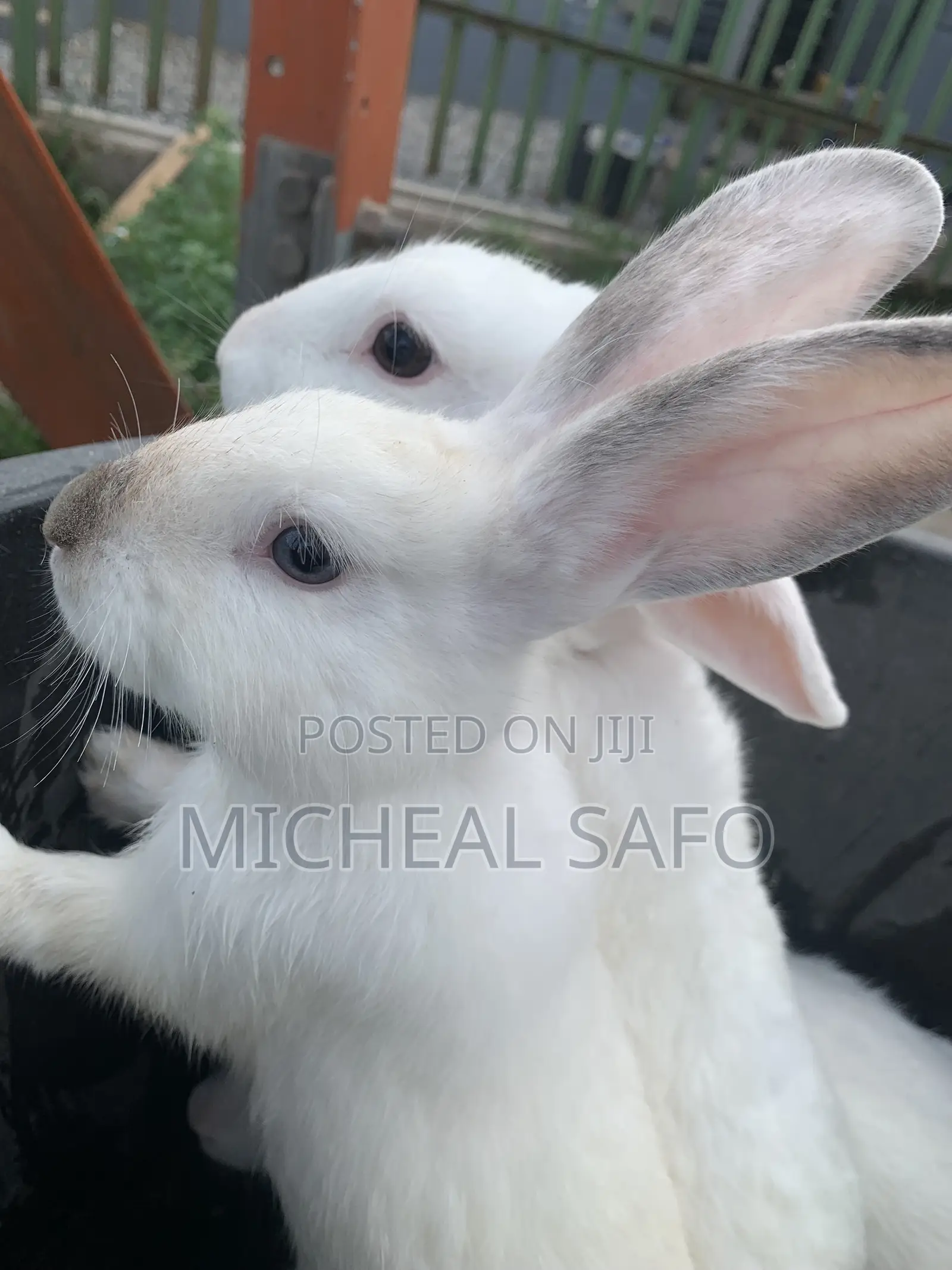 Rabbit For Sale