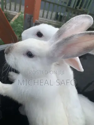 Rabbit For Sale