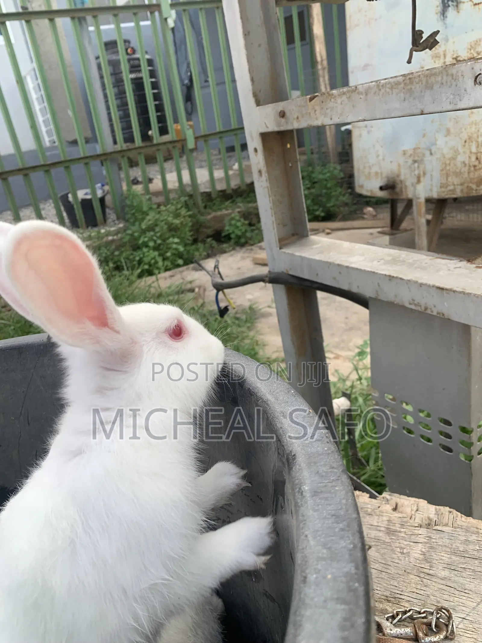 Rabbit For Sale