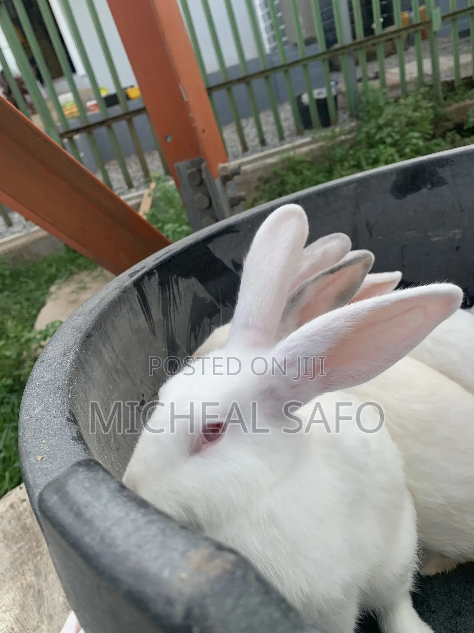 Rabbit For Sale