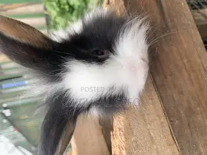 Rabbit For Sale