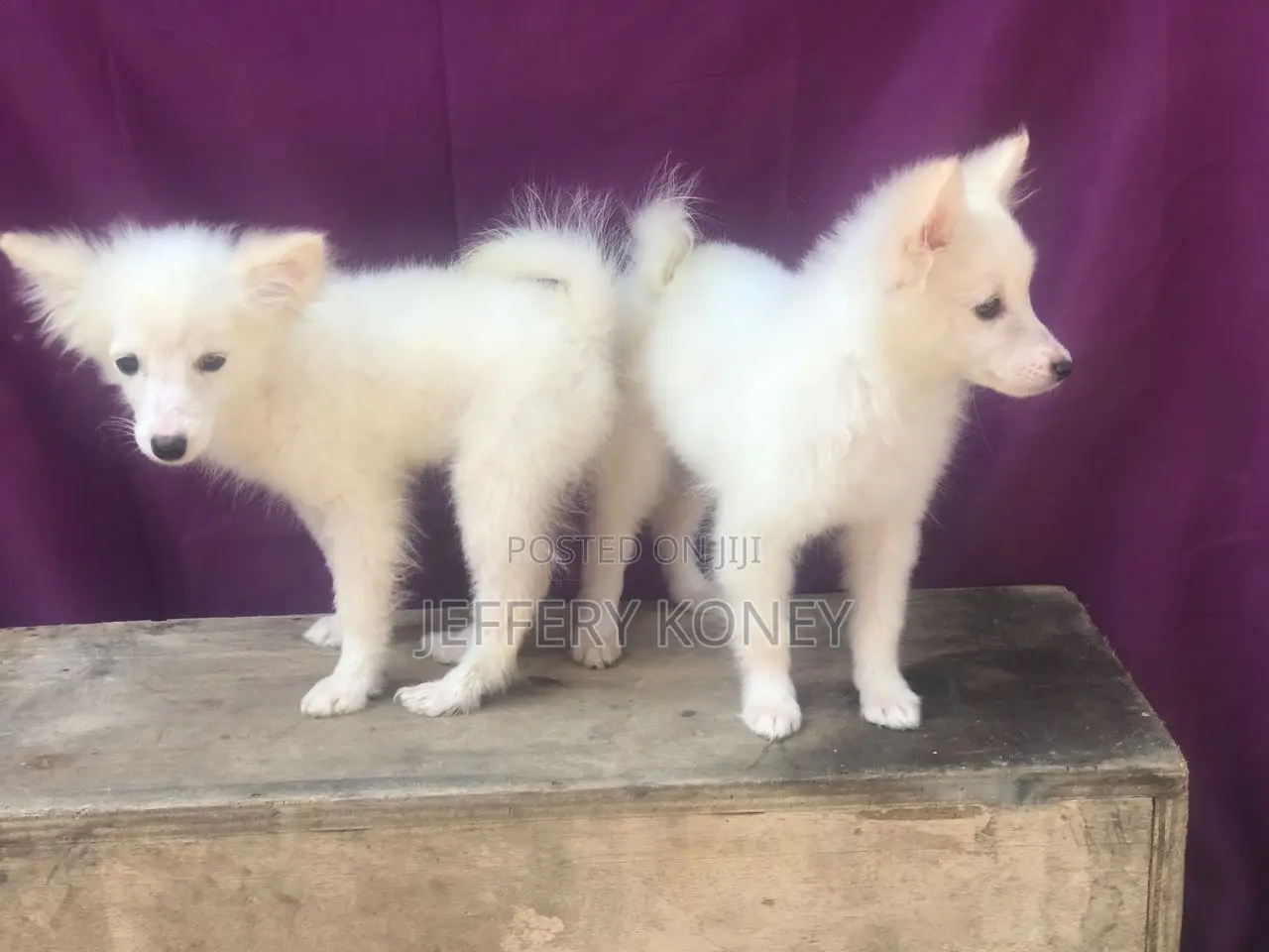 1-3 months Female Purebred American Eskimo