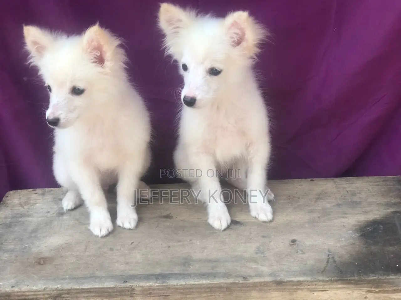 1-3 months Female Purebred American Eskimo