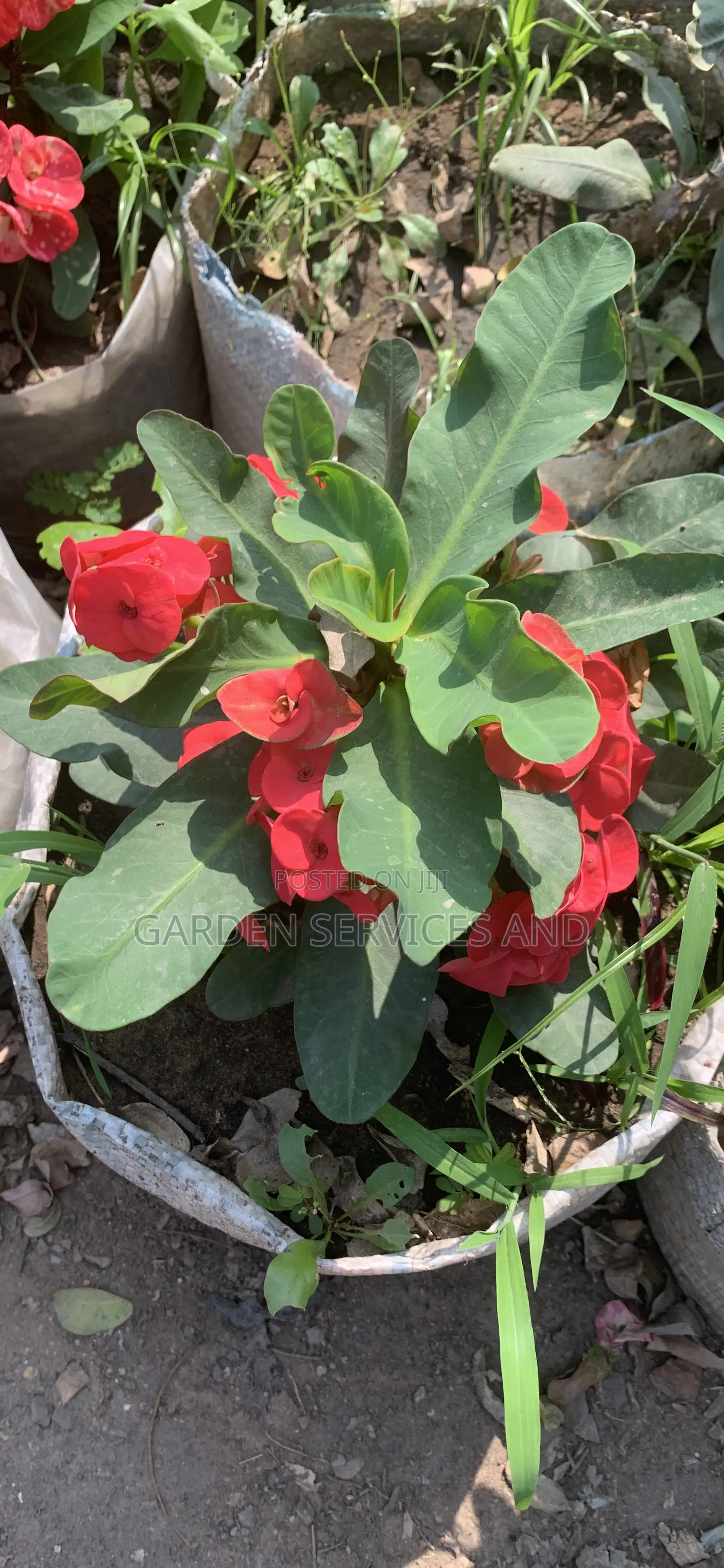 Flowers Available for Sale