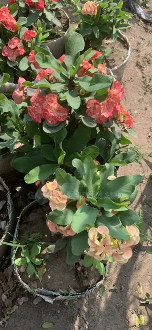 Flowers Available for Sale