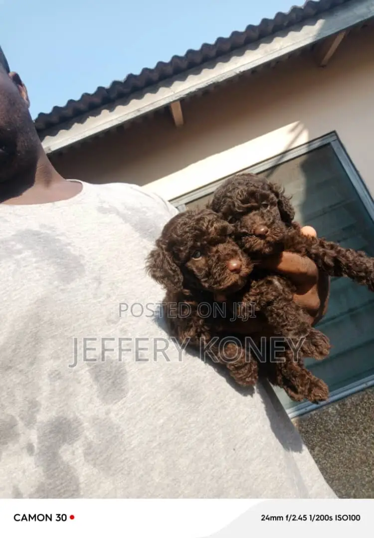 1-3 months Male Purebred Poodle