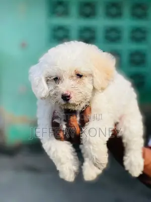 1-3 months Male Purebred Poodle