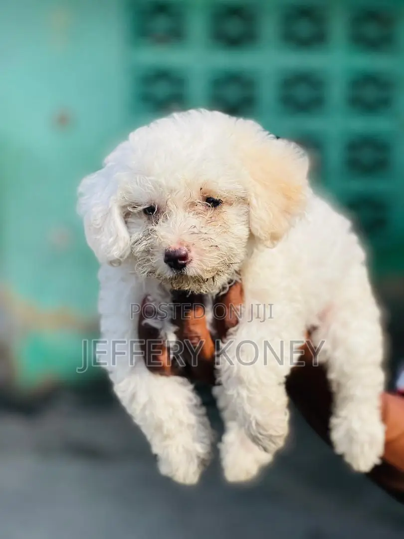 1-3 months Male Purebred Poodle
