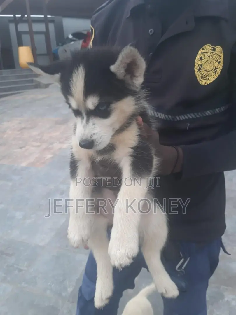 1-3 months Male Purebred Siberian Husky