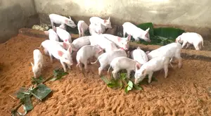 Piglets for Breed for Sale
