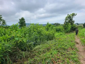 5000 Acres Farm Land For Sale Or Lease
