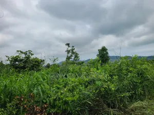 5000 Acres Farm Land For Sale Or Lease