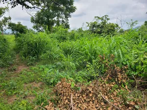 5000 Acres Farm Land For Sale Or Lease