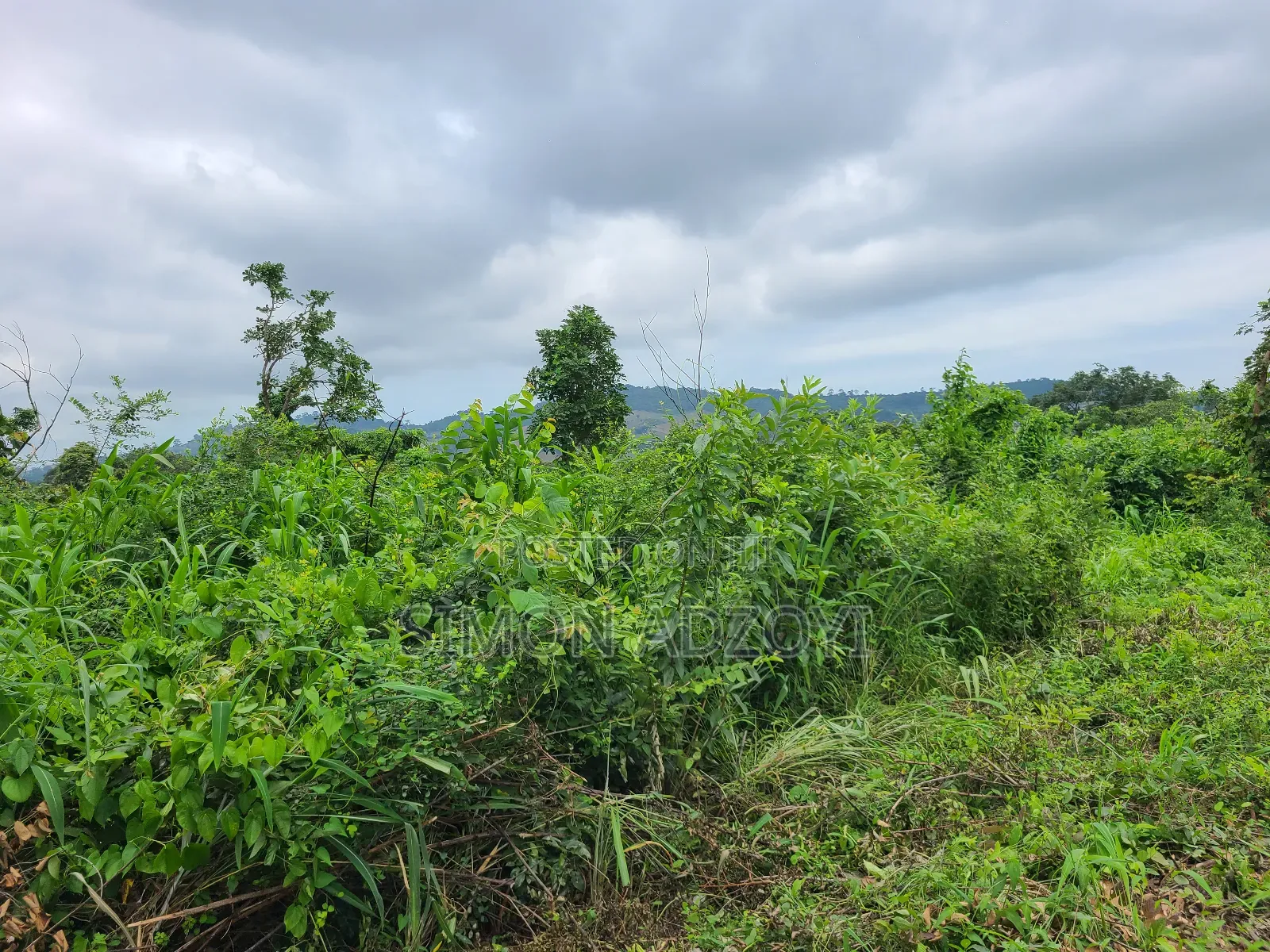 5000 Acres Farm Land For Sale Or Lease
