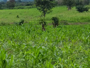 5000 Acres Farm Land For Sale Or Lease
