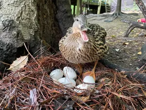 Ferlized Duck Egg