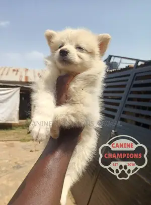 1-3 months Female Purebred American Eskimo