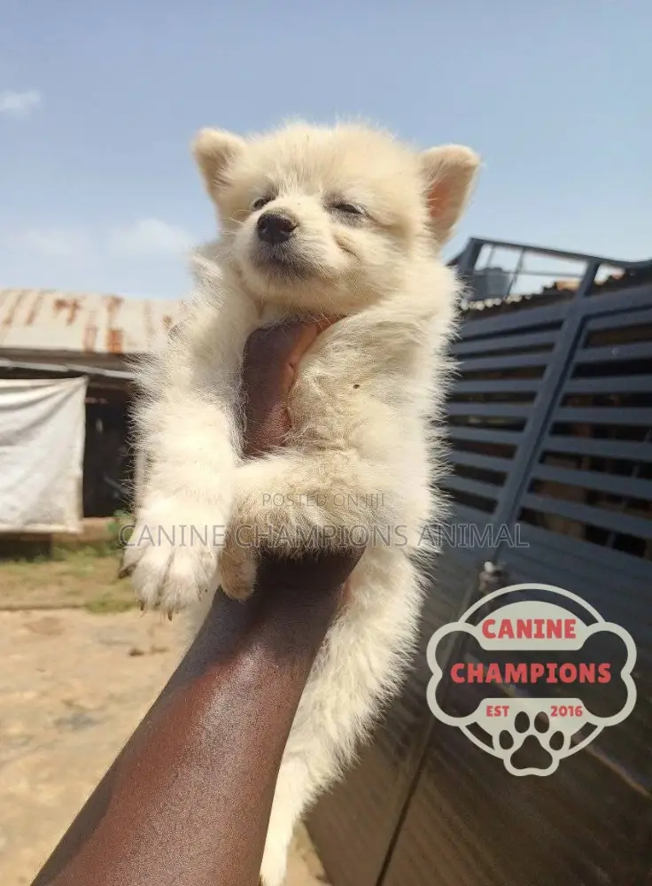 1-3 months Female Purebred American Eskimo