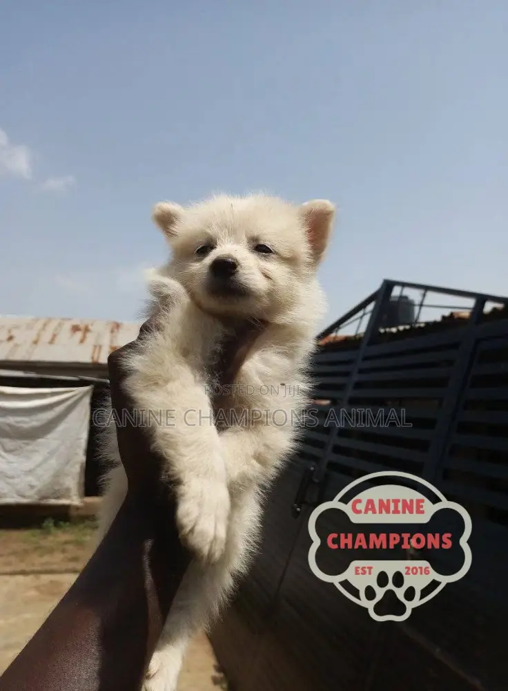 1-3 months Female Purebred American Eskimo