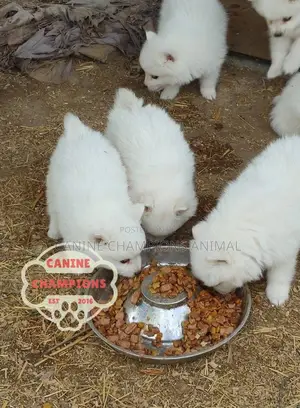 1-3 months Female Purebred American Eskimo