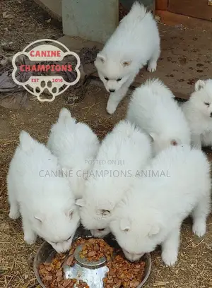 1-3 months Female Purebred American Eskimo