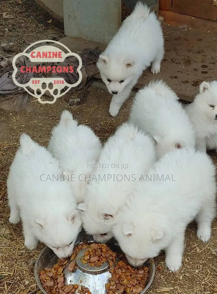 1-3 months Female Purebred American Eskimo