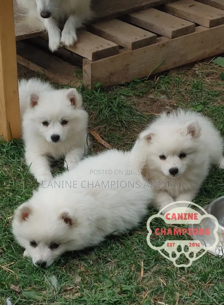 1-3 months Female Purebred American Eskimo