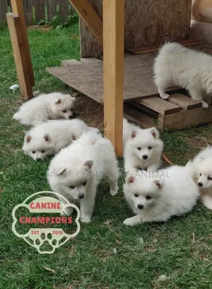 1-3 months Female Purebred American Eskimo