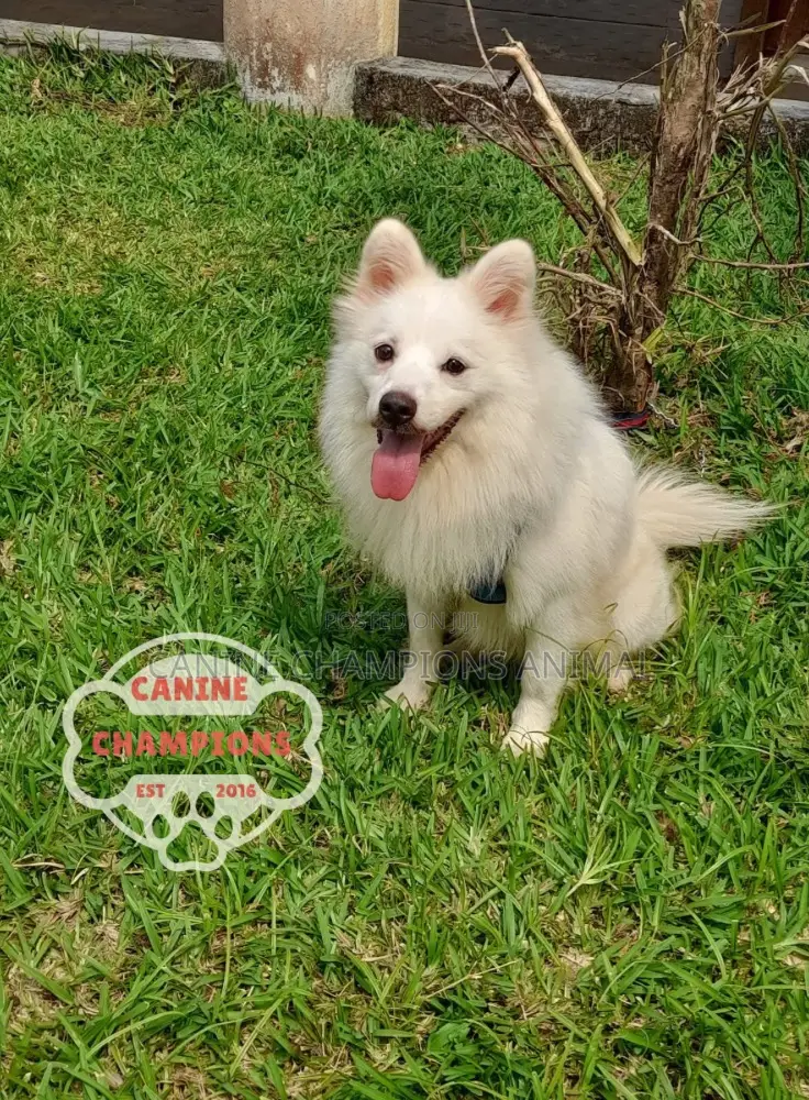 1-3 months Female Purebred American Eskimo