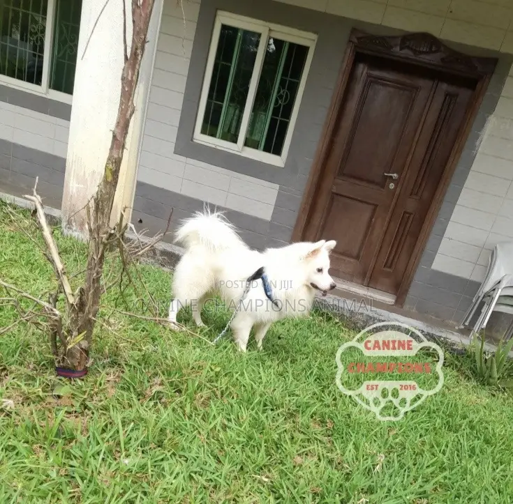 1-3 months Female Purebred American Eskimo