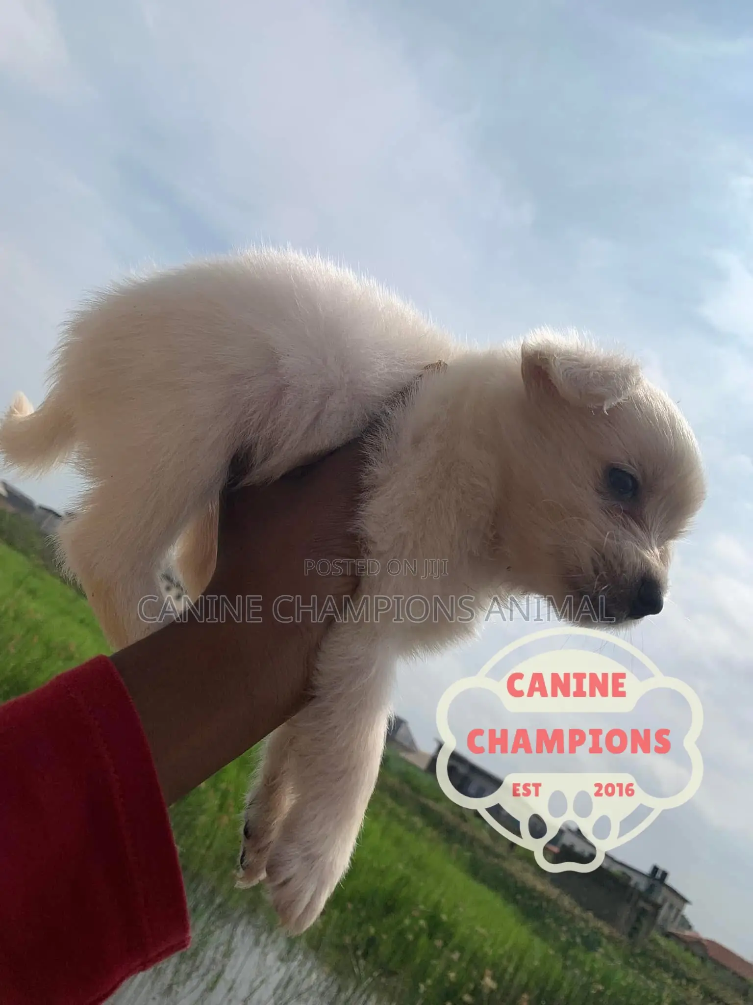 1-3 months Female Purebred American Eskimo