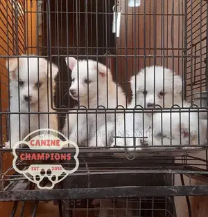 1-3 months Female Purebred American Eskimo