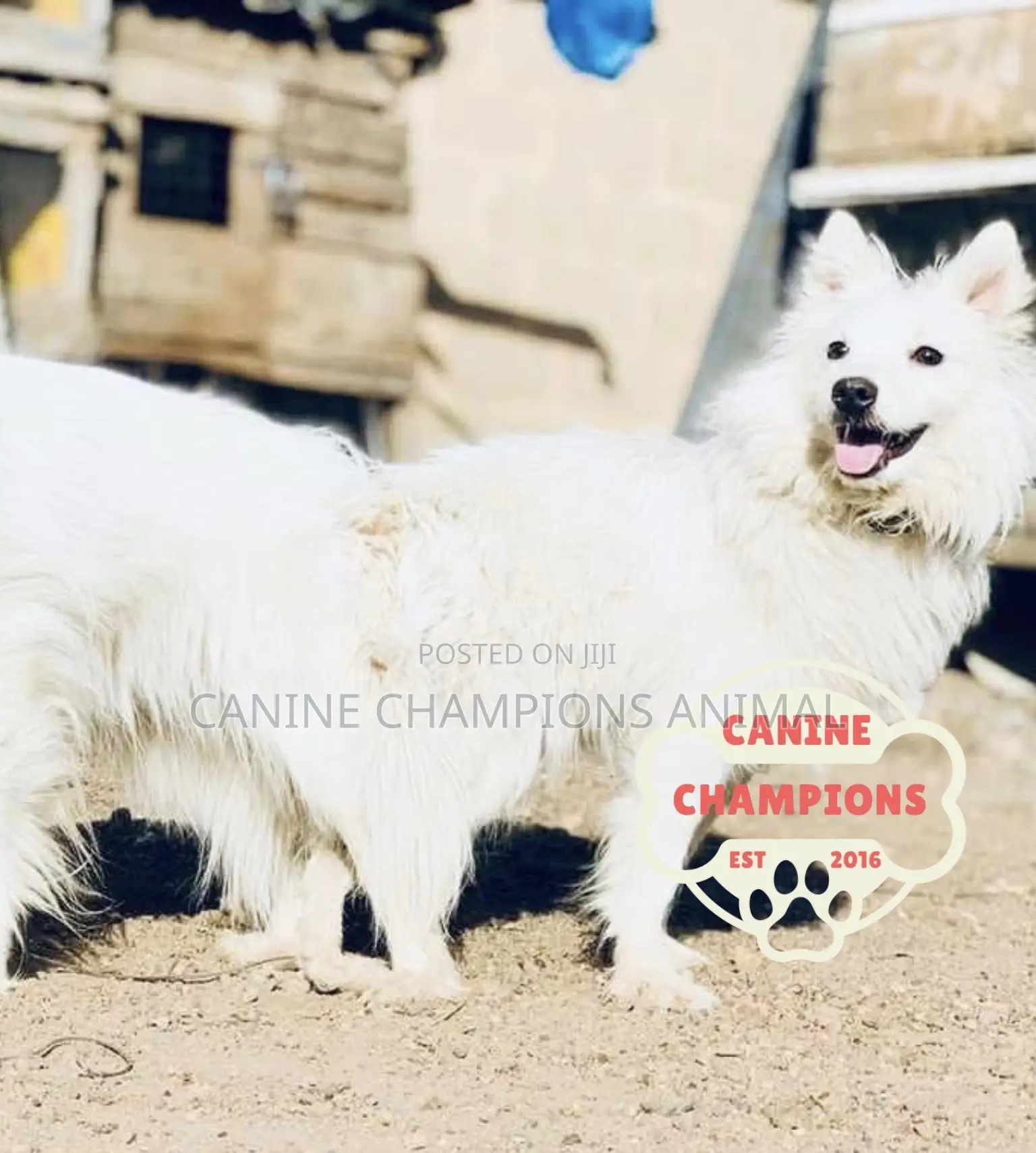 1-3 months Female Purebred American Eskimo