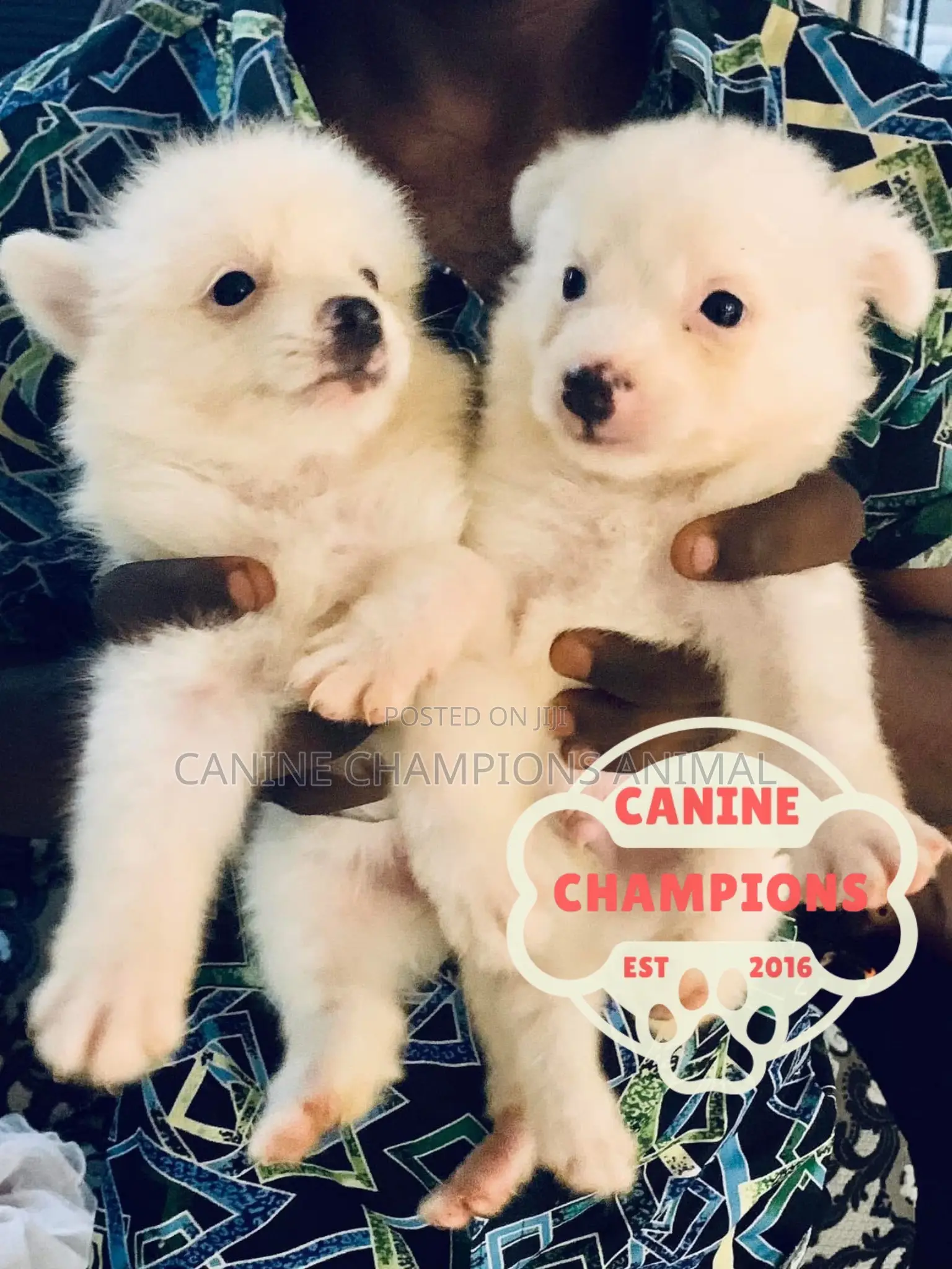 1-3 months Female Purebred American Eskimo