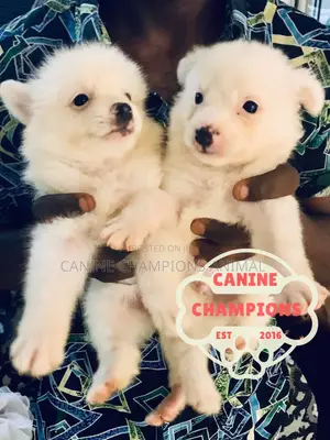 1-3 months Female Purebred American Eskimo