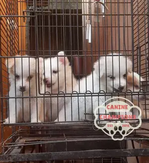 1-3 months Female Purebred American Eskimo