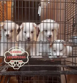 1-3 months Female Purebred American Eskimo