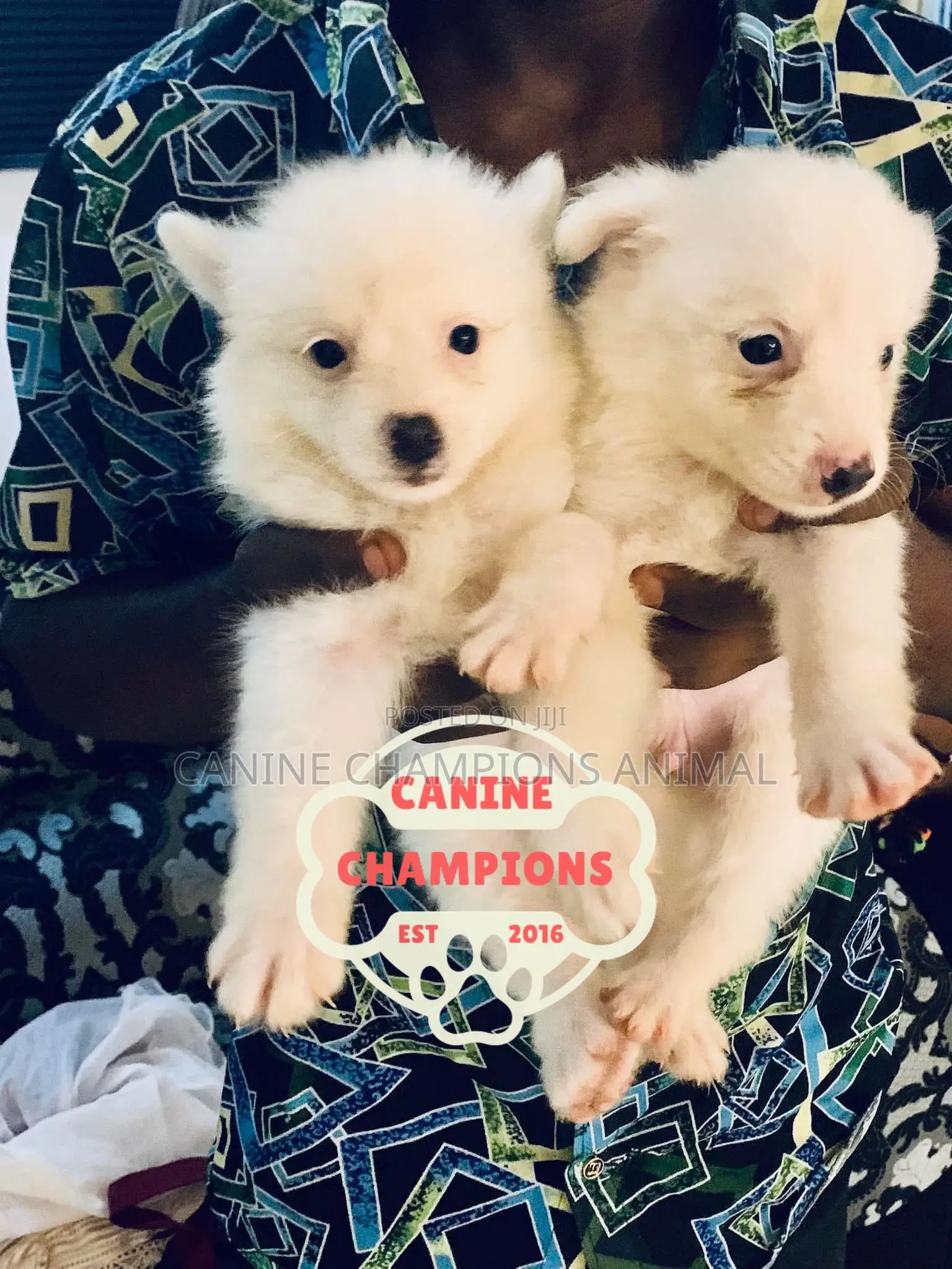 1-3 months Female Purebred American Eskimo