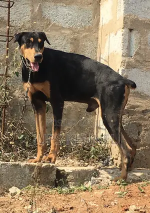1+ year Male Purebred Doberman Pinscher