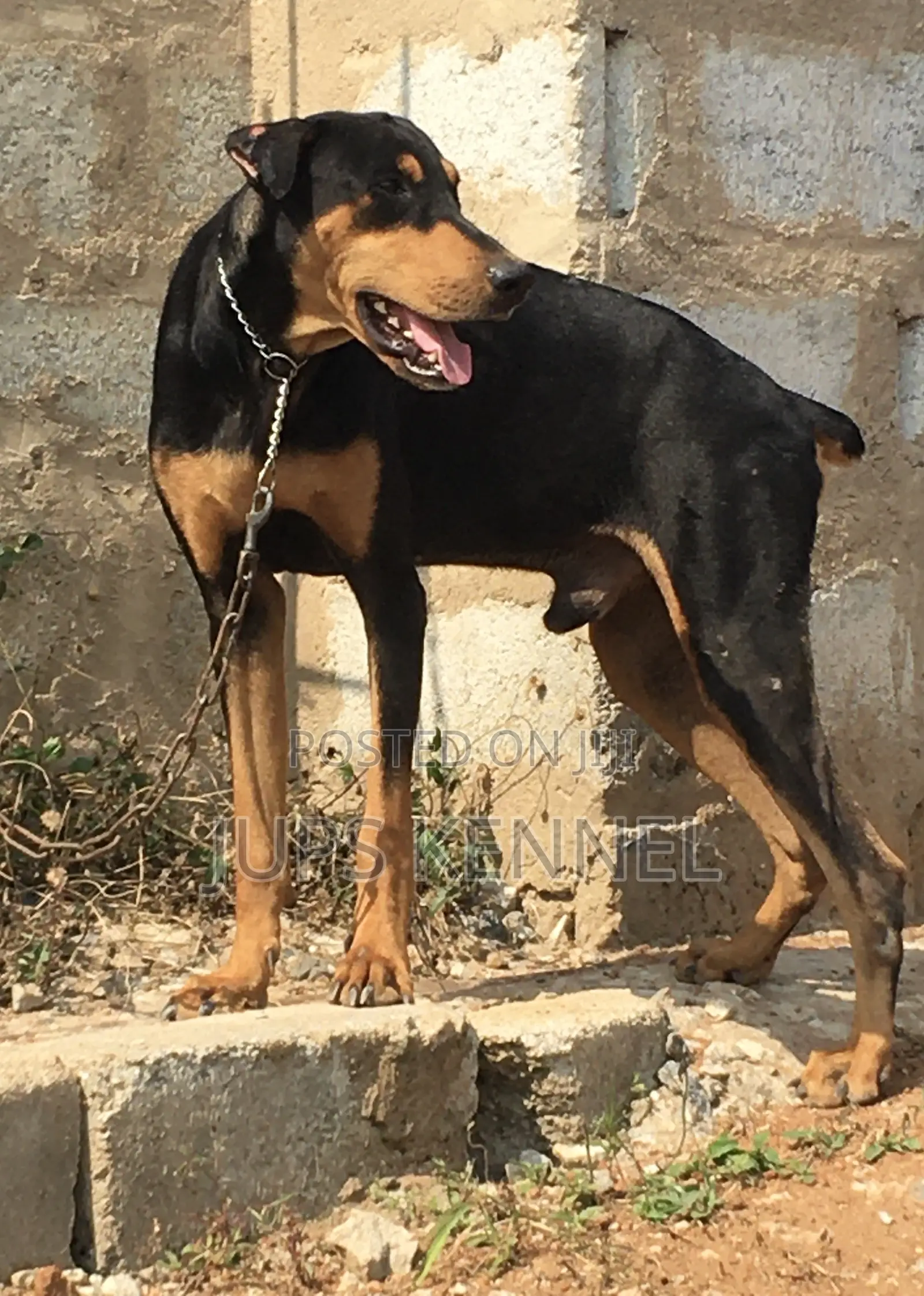 1+ year Male Purebred Doberman Pinscher