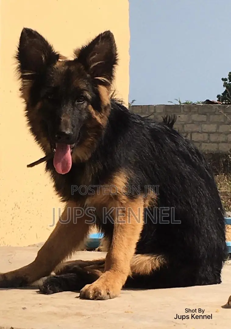 3-6 months Female Purebred German Shepherd