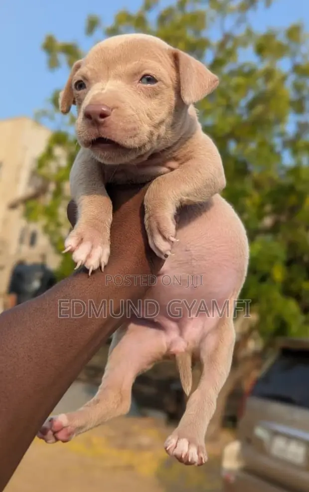 Brown Pitbull Girl Pitbull Puppies Chocolate Red Nose Pitbull