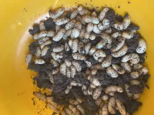Palm Tree Worms Akokono