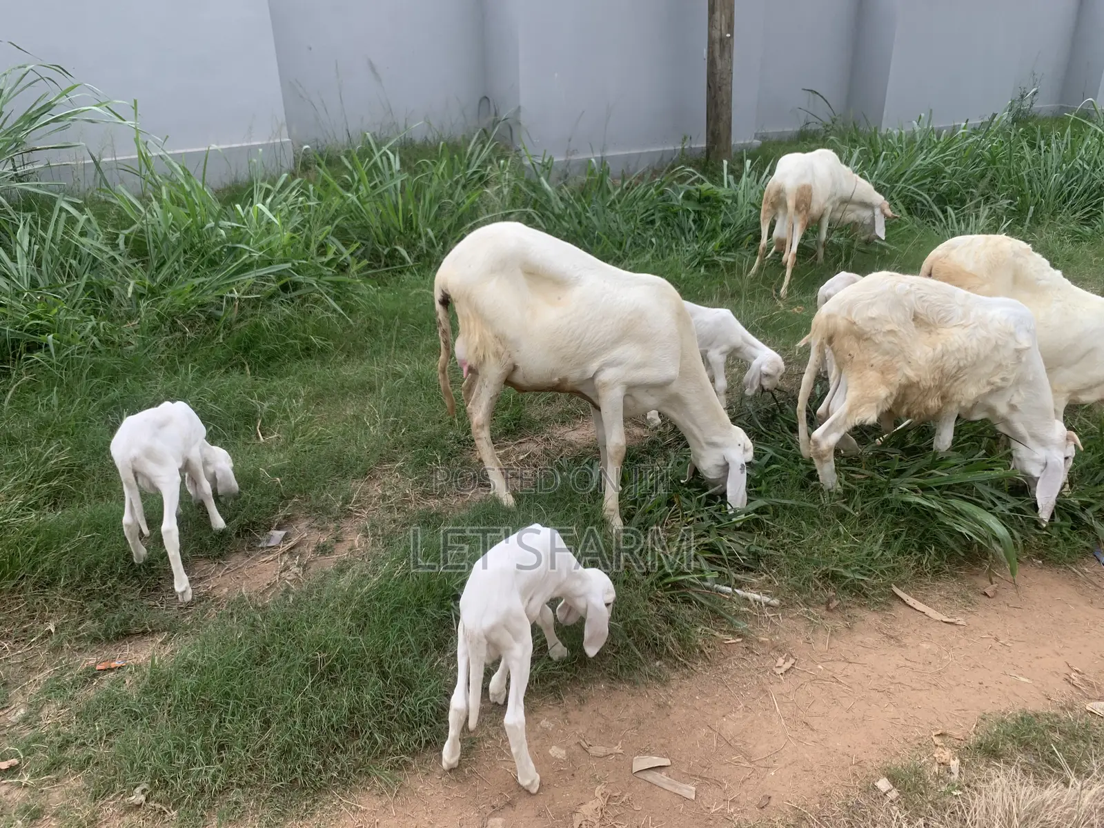 Balami Ewe and Ram